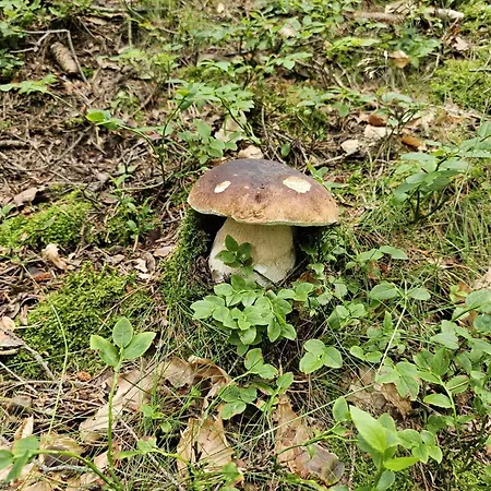 Dom Pod Debem Vakantiehuis *