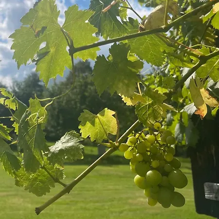 Dom Pod Debem Vakantiehuis *