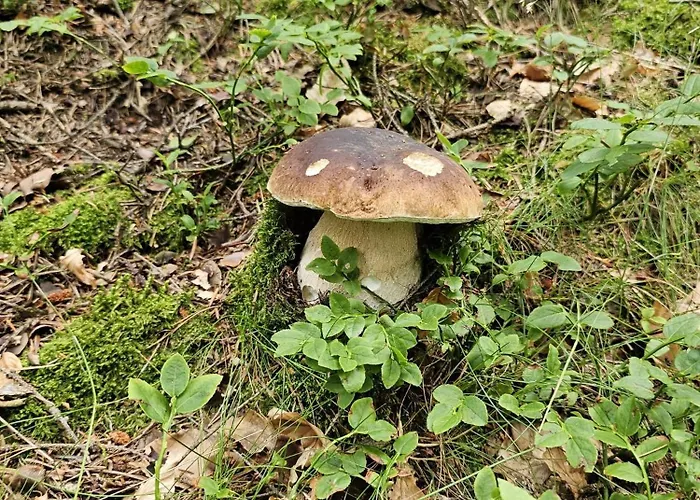 Dom Pod Debem Σπίτι διακοπών *